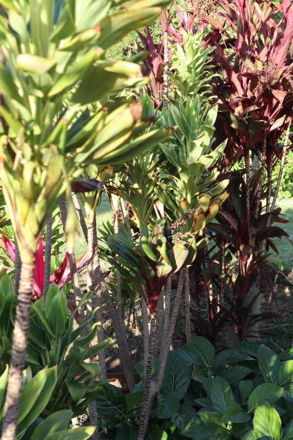 God'S Peace Of Maui Bed & Breakfast Makawao Екстериор снимка